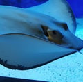 Image of close up of stingray fish with detail swimming underwater