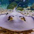 Image of close up of stingray fish with detail swimming underwater