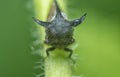close up of the tiny leptocentrus taurus insect. Royalty Free Stock Photo