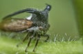 close up of the tiny leptocentrus taurus insect. Royalty Free Stock Photo