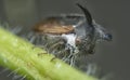 close up of the tiny leptocentrus taurus insect. Royalty Free Stock Photo