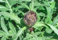 Image of Close up view of artichoke