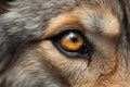 Image of close up of wolf eyes. Wildlife Animals. illustration, generative AI