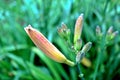 Image of a closed garden lily bud on a summer day