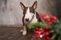 Image Closed shot portrait of bull Terrier