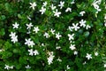 Green leaves with small white flowers