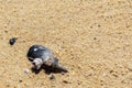 Shell of a blue mussel in a sand Royalty Free Stock Photo