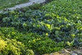 Vegetables in the farm with sun