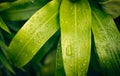 An Image closeup drop water on leaf green color plant nature with vignettes for flora in the botany beautiful vibrant weather