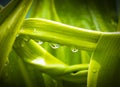 An Image closeup drop water on leaf green color plant nature with vignettes for flora in the botany beautiful vibrant weather