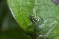 Closeup with the green epeus flavobilineatus spider.