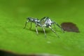 Closeup with the green epeus flavobilineatus spider.