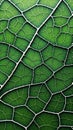 Closeup of a green leaf with veins Royalty Free Stock Photo