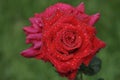 Elegant and graceful red rose with cold dew drops Royalty Free Stock Photo