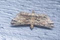 Closeup of the tiny brown sufetula moth