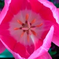 Image of a closeup of a tulip