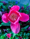 Image of a closeup of a tulip