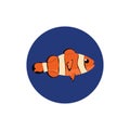 Image of clownfish, vector or color illustration