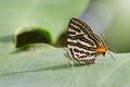 Image of Club Silverline ButterflyCigaritis syama. Royalty Free Stock Photo