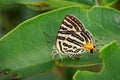 Image of Club Silverline ButterflyCigaritis syama. Royalty Free Stock Photo