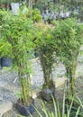 Clumping chinese dwarf bamboo trees