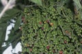 cluster of Caryota mitis fruits - round-shaped fruits.