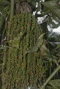 cluster of Caryota mitis fruits - round-shaped fruits.