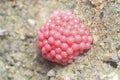 Cluster of cherry pink snail eggs