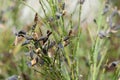 Dried Scotch Broom Seed Pods Royalty Free Stock Photo