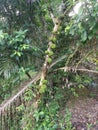 Cluster of wild ficus fistulosa fruit sprouting from the trunk Royalty Free Stock Photo