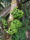 Cluster of wild ficus fistulosa fruit sprouting from the trunk Royalty Free Stock Photo