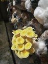 cluster of yellow oyster mushroom sprouting out of the plastic bottleneck bottle. Royalty Free Stock Photo