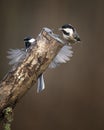 Image of Coal Tit bird Periparus Ater in garden on branch in Spring sunshine