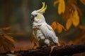 Image of cockatoo bird on a branch on nature background. Birds. Wildlife Animals. Illustration, Generative AI