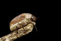 Image of cockchafer Melolontha melolontha on a branch on black background. Insect. Animals