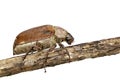 Image of cockchafer Melolontha melolontha on a branch on white background. Insect. Animals Royalty Free Stock Photo