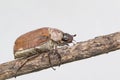 Image of cockchafer Melolontha melolontha on a branch on white background. Insect. Animals Royalty Free Stock Photo