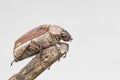 Image of cockchafer Melolontha melolontha on a branch on white background. Insect. Animals Royalty Free Stock Photo
