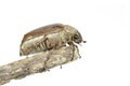 Image of cockchafer Melolontha melolontha on a branch on white background. Insect. Animals Royalty Free Stock Photo