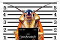 Image of cockroaches arrested.The charges against ,Mr cockroaches,
