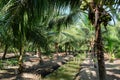 Image of Coconut Farm