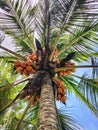 image of coconut tree with yellow fruits, grow well at backyard Royalty Free Stock Photo