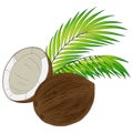 1757 coconut, image of coconuts and palm leaves, isolate on a white background, tropical illustration Royalty Free Stock Photo