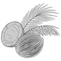 1754 coconut, image of coconuts and palm leaves, isolate on a white background, tropical illustration in gray Royalty Free Stock Photo