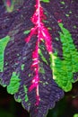 Coleus Leaf or Mayana Leaf with vibrant hot pink and yellow near veins and green and blue splotches