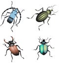 Image beetles