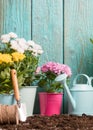 Image of colorful chrysanthemums in pots, watering cans near wooden fence