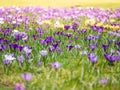 Image of a colorful field of crocuses during spring on a sunny day with blur in the back and foreground