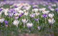 Image of a colorful field of crocuses during spring on a sunny day with blur in the back and foreground