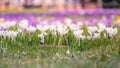 Image of a colorful field of crocuses during spring on a sunny day with blur in the back and foreground